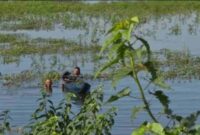 Seorang pelajar SMP tenggelam di Rawa Bulu, Desa Bulutengger, Kecamatan Sekaran, Lamongan, pada Selasa (24/12/2024),(Ist).