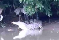 Penampakan buaya di Sungai Klurak gegerkan warga Sidoarjo, (Ist).