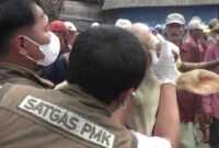 Dinas Ketahanan Pangan dan Pertanian (DKPP) Lumajang melakukan pemeriksaan menyeluruh terhadap sapi yang masuk ke pasar hewan Lumajang,(Ist).
