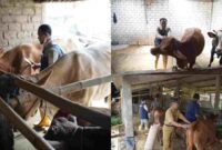 Petugas melakukan pemeriksaan hewan ternak (Foto: Assayid Annazili/Liputansatu.id)