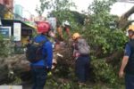 Pohon Asem Tumbang di Jalan Raya Mondoroko Malang, Empat Pengendara Motor Terluka Pohon tumbang