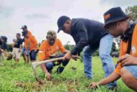 Jurnalis yang tergabung dalam Ronggolawe Press Solidarity (RPS) berkolaborasi dengan Pemerintah Desa Sugihan dan Ves Community untuk melakukan penghijauan, Minggu (02/02/2025) (Foto: Assayid Annazili/Liputansatu.id).