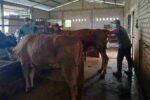 IB Dorong Populasi Sapi di Tuban di Tengah Wabah PMK IB jadi solusi tingkatkan populasi ditengah wabah PMK