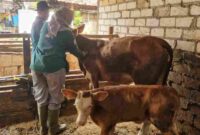 Petugas melakukan vaksinasi pada hewan ternak di Tuban, (Assayid Annazili/Liputansatu.id).