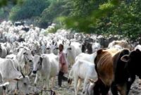 Ribuan Sapi Dilepasliarkan di Taman Nasional Baluran,(Ist).