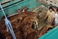 Proses Bongkar Muat Hewan Kurban di Pelabuhan Kalbut Situbondo,(Fia Rahma/Liputansatu.id).