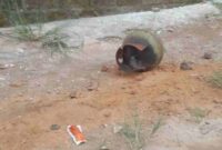 Ledakan Tabung Gas LPG di Desa Wolutengah Tuban yang melukai seorang warga, (Assayid Annazili/Liputansatu.id ).