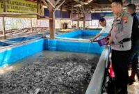 AKP Teguh Santoso menunjukkan kolam lele di pekarangan rumahnya yang kini menjadi ladang inspirasi pemuda di Situbondo, (Fia Rahma/Liputansatu.id).