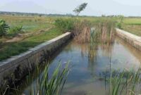 Kali Avour di Desa Sugihan Merakurak yang mengalami pendangkalan belum pernah di normalisasi sejak puluhan tahun, (Assayid Annazili/Liputansatu.id).