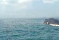 Bangkai Ikan Paus sepanjang lebih dari 20 meter ditemukan mengapung di perairan Desa Seletreng, Kecamatan Kapongan, Kabupaten Situbondo, (Fia Rahma/Liputansatu.id).