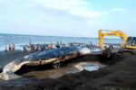 Bangkai Paus Sperma Sepanjang 20 Meter Akhirnya Dikubur di Pantai Sletereng Situbondo Bangkai Ikan Paus di Situbondo