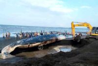 Proses penguburan bangkai ikan paus raksasa di pesisir Desa Sletereng dibantu menggunakan alat berat, (Fia Rahma/Liputansatu.id).