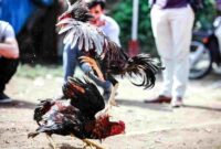 Gambar: (Ilustrasi/Ist).