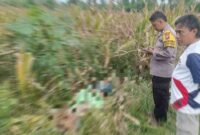 Petugas dari Polsek mendatangi lokasi ditemukan korban sengatan listrik di ladang jagung, (Assayid Annazili/Liputansatu.id).