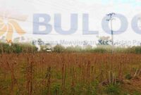 Ladang jagung di salah satu lahan pertanian Tuban, (Assayid Annazili/Liputansatu.id).