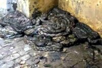 Puluhan ular hasil tangkapan petugas Damkar Tuban dikumpulkan sebelum diserahkan ke BKSDA Jawa Timur, (Assayid Annazili/Liputansatu.id).