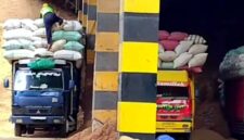 Sejumlah truk pengangkut sekam padi terlihat melakukan bongkar muat di area PT Semen Indonesia (Persero) Tbk (SIG) GhoPO Tuban. Aktivitas pengadaan bahan bakar alternatif ini tengah menjadi sorotan menyusul adanya dugaan praktik pengaturan akses dan pungutan liar dalam proses suplai, (Aji Swasto/Liputansatu.id).