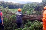 Hujan Lebat Disertai Angin Kencang Picu Pohon Tumbang di Beberapa Wilayah Situbondo Cuaca Ekstrem di Situbondo Picu Pohon Tumbang