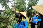 Pengusaha Brunei Kunjungi Situbondo, Jajaki Kerja Sama Bisnis Pertanian, Pariwisata, hingga UMKM Kunjungan Pengusaha Brunei ke Sampean Green Farm Situbondo