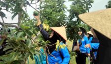 Rombongan Brunei Darussalam–Indonesia Friendship Association (Brudifa) meninjau sekaligus memetik alpukat di Sampean Green Farm, Situbondo, sebagai bagian dari penjajakan peluang kerja sama di sektor pertanian, pariwisata, dan UMKM, Sabtu (07/02/2026), (Fia Rahma/Liputansatu.id).