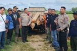 Patroli Gabungan Temukan Kayu Jati Ilegal di Tambakboyo, Dugaan Pembalakan Liar Kembali Mencuat Petugas mengamankan kayu jati ilegal hasil pembalakan liar di Tuban