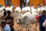 Jelang Idul Adha, Warga Tuban Pilih Tunda Beli Hewan Qurban IMG_20260507_200958_copy_1200x675