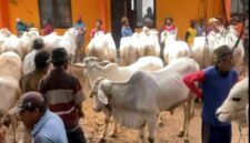 Aktivitas jual beli hewan qurban di Pasar Hewan Jatirogo, Kabupaten Tuban, menjelang Hari Raya Idul Adha, (Assayid Annazili/Liputansatu.id).