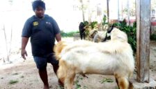 Pedagang kambing kurban di kawasan Jalan Letda Sucipto, Tuban, menunjukkan kambing Jawa Randu yang dijual menjelang Hari Raya Iduladha 2026, (Assayid Annazili/Liputansatu.id).