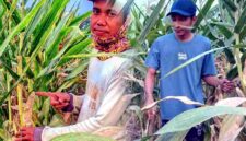 Petani menunjukkan kondisi tanaman jagung yang rusak akibat serangan hama tikus di Kecamatan Kerek, Kabupaten Tuban. Puluhan hektare lahan jagung di Desa Gaji dan Wolutengah dilaporkan terdampak dan terancam gagal panen, (Assayid Annazili/Liputansatu.id).