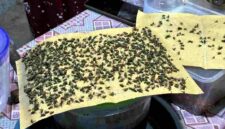perekat lalat milik warga Dusun Goreng, Desa Bulurejo, Kecamatan Rengel, Kabupaten Tuban, dipenuhi lalat yang diduga berasal dari kandang ayam di sekitar permukiman, (Assayid Annazili/Liputansatu.id).