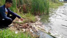 Bangkai ikan yang mengapung di perairan bekas tambang galian C di Desa Mliwang, Kecamatan Kerek, Kabupaten Tuban, (Assayid Annazili/Liputansatu.id).