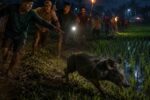 Kemunculan Dugaan Babi Ngepet di Desa Mliwang Hebohkan Warga Tuban Video Dugaan Babi Ngepet Hebohkan Warga Tuban