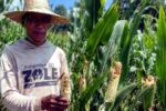 Hama Tikus Kembali Menyerang Jagung Petani Kerek, 500 Petani Terancam Gagal Panen Hama Tikus Kembali Serang Jagung Petani Kecamatan Kerek, Tuban