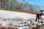 100 Hari Pasca Panen Raya, Lahan Pesanggem Tuban Sulit Ditanami Jaswadi pesanggem melakukan aktivitas pertanian di lahan petak 57e Dusun Bribin Desa Tuwiri Wetan Merakurak Tuban