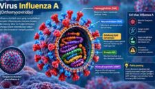 Ilustrasi virus Influenza A (gambar : ilustrasi AI)